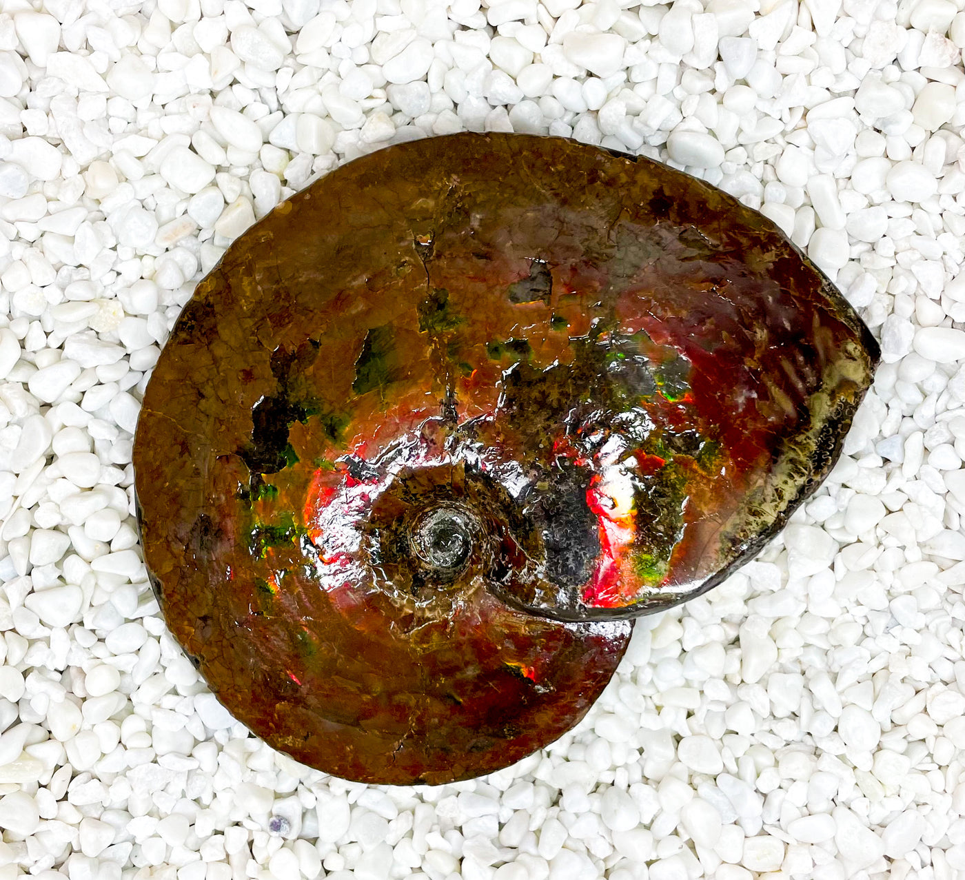 Ammolite fossil shell with orange and red hues. 