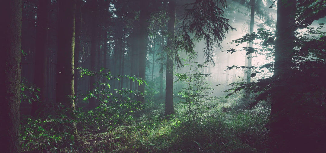 Enchanted Forest Collection | Silver Tree Jewellery