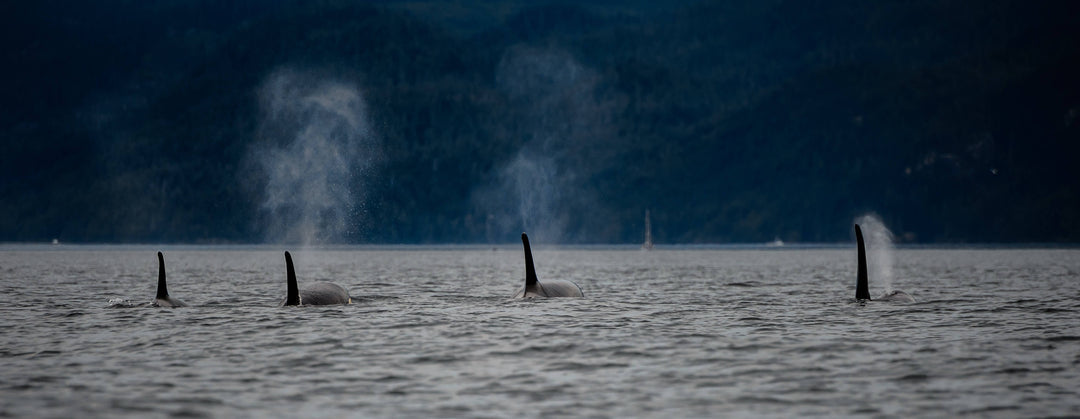 World Wildlife Day and The Orca